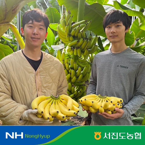 [서진도농협] 국산 무농약 진도 바나나 1.5kg